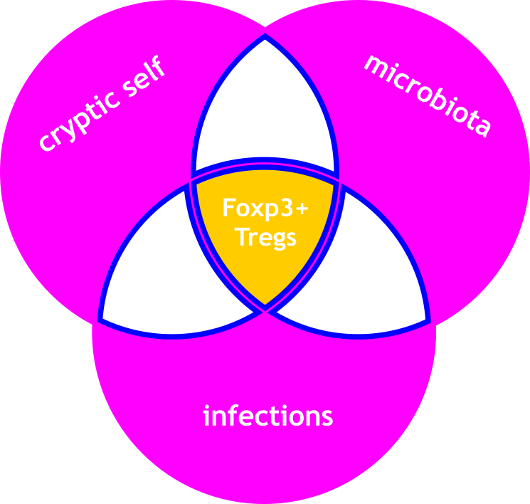 autoimmunity